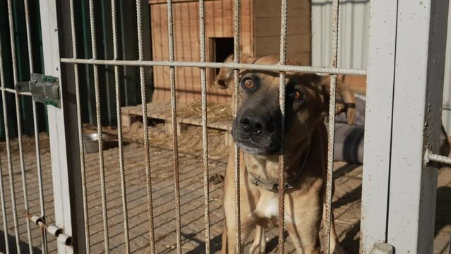 A homeless dog barks in a cage at an animal shelter. Dog in a dog shelter