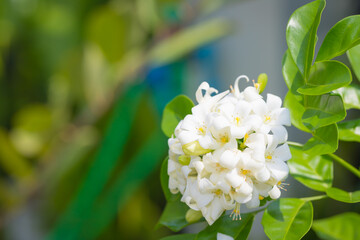 Heart-shaped white glass murraya flower