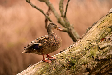 Close up portrait of a female Mallard Duck perched on a fallen tree along a river