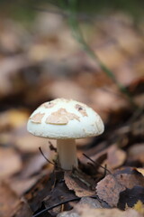 mushroom in the forest