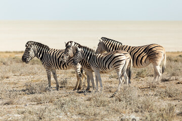 Fototapeta na wymiar Side view of small herd of plains zebras standing in field during a sunny afternoon, Etosha National Park, Namibia
