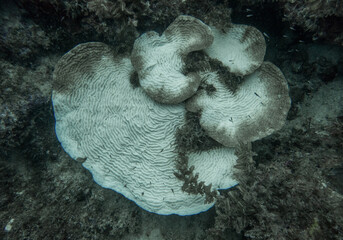 Blanchiment des coraux à cause du réchauffement climatique. - obrazy, fototapety, plakaty