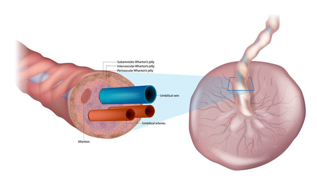 Anatomy of the umbilical cord. Cross-sectional diagram of human umbilical cord. Fetal Circulation. Biology of the Human Placenta and umbilical cord