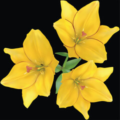 Obraz premium bright gold lily three blooms flower isolated on black