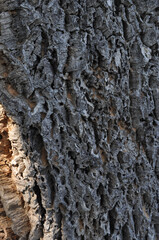 dark brown tree bark wood texture background