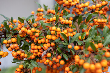 tree of seabuckthorn with ripe berries on the branches