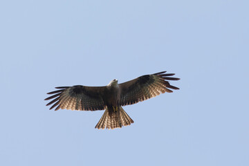 Black kite (Milvus migrans) in flight