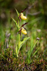 Cypripedium calceolus on a summer day,  Russia