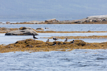 A large flock of Eurasian oystercatcher stands on seaweed washed up by the tide