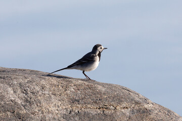 A white wagtail stands stands on a stone