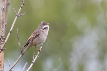 Male Common whitethroat sitting on a tree branch in spring