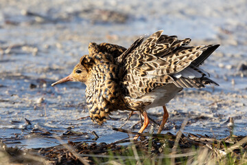 Male Ruff (bird) in breeding plumage stands on the shore of the lake