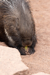 a cute porcupine is calmly his food ....