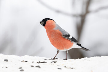 Male bullfinch sits on a snow, close up