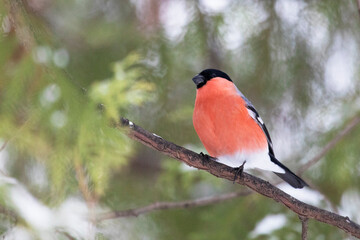 Male bullfinch sits on a tree branch