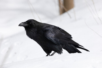 A black raven stands in the snow, close up