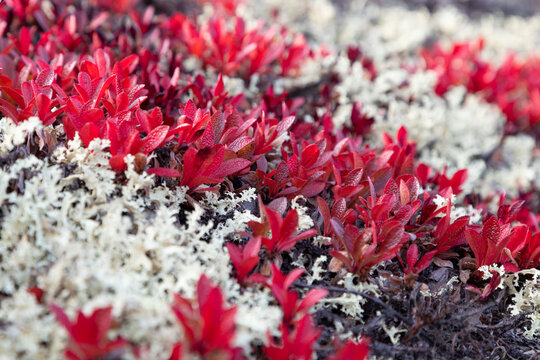 Red Arctous leaves and moss lichen in autumn in the tundra