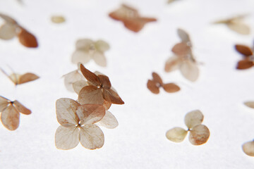Beautiful dried hortensia flowers on white background. Composition with hydrangea dried flowers ...