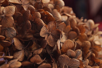 Closeup of dried delicate skeleton leaves petals of hydrangea flowers blooms  on a blurred background. Autumn season minimal wallpaper concept. Banner. Side view. Copy space. Space for text.