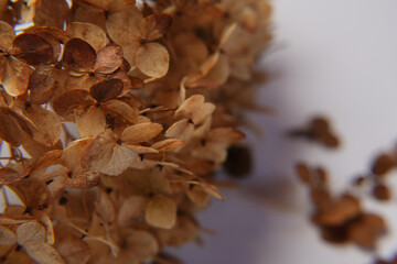 Dry textured hydrangea petals. Autumn season minimal wallpaper concept. Banner. Side view. Copy space. Space for text.