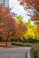 View of Yeouido Park, walkway with colorful leaves tree, autumn foliage. It is a park in Yeongdeungpo District, Seoul, South Korea.