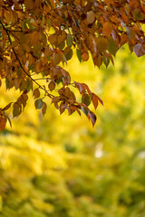 Tree Branch with colorful leaves in autumn.