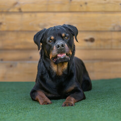 Fototapeta premium Rottweiler with a head tilt portrait