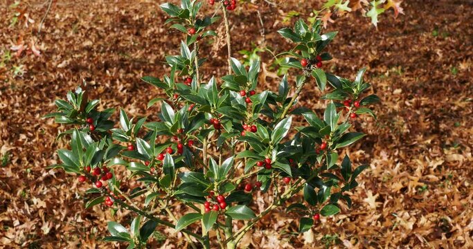 Jeune plant de houx commun (Ilex aquifolium) &agrave; fructification hivernale rouge et feuillage vert brillant &agrave; bords &eacute;pineux et lisse