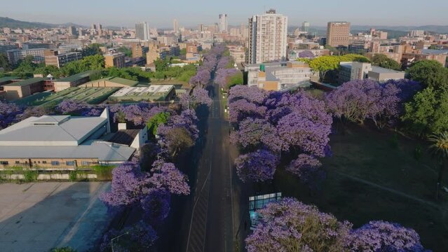 Aerial. Flying over beautiful flowering Jakaranda trees towards Pretoria central business district, South Africa