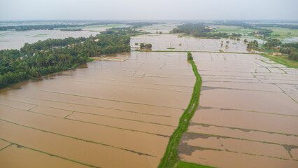 rice fields