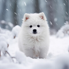 Fototapeta premium photo of a cute tiny little samoyed puppy in the snow.ai generative