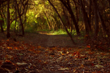 Landscape of wildlife with a path covered with fallen leaves