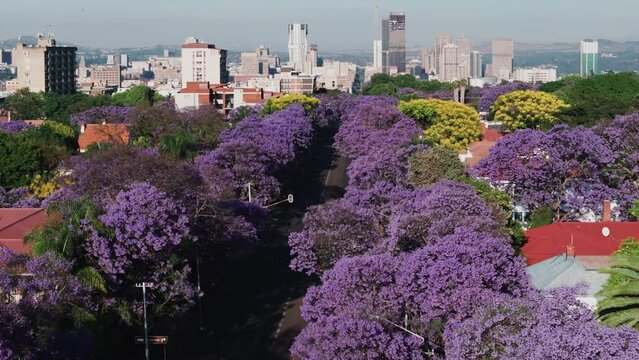Aerial. Flying over beautiful flowering Jakaranda trees towards Pretoria central business district, South Africa