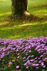 Nahaufnahme lila Astern vor einem Baum und grünem Gras