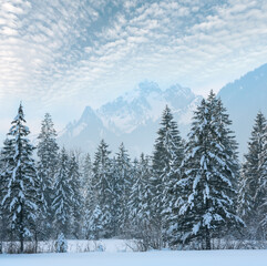 Fototapeta na wymiar Winter mountain landscape with snowy fir forest.