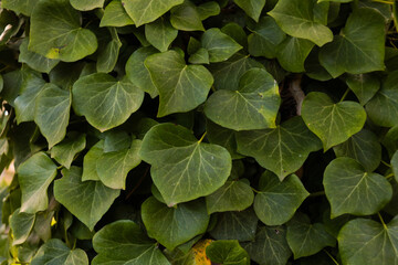 Green leaves of Canary Island ivy (Hedera canariensis)