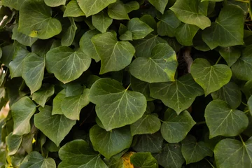 Aluminium Prints Canary Islands Green leaves of Canary Island ivy (Hedera canariensis)