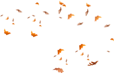 Foto op Plexiglas autumn leaves border. Falling  Maple Leaves PNG , Flying Leaves, Leaves PNG. Autumn leaves png , yellow leaves  © MuhammadRahim
