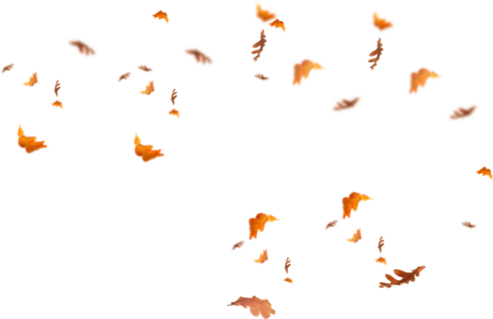 autumn leaves border. Falling  Maple Leaves PNG , Flying Leaves, Leaves PNG. Autumn leaves png , yellow leaves 