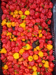 Yellow and red peppers, uk, suffolk, september harvest