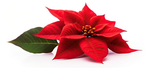 A white background separates the poinsettia flower from the surroundings