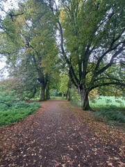 Fototapeta premium Horse chestnut avenue, east town ark, haverhill, suffolk, october 2023