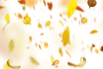 yellow leaves. autumn leaves isolated on white. autumn leaves border. Falling  Maple Leaves PNG ,...