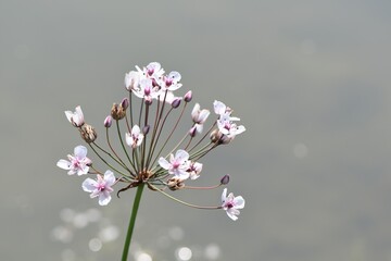 Delikatne, piękne białe kwiaty łączenia baldaszkowatego (Butomus umbellatus) na tle wody - obrazy, fototapety, plakaty