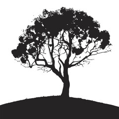 silhouette of big tree in summer on isolated white background