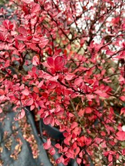 red leaves