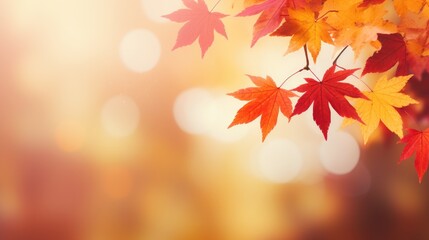 Naklejka na ściany i meble autumn background with maple leaves with soft focus light and bokeh background