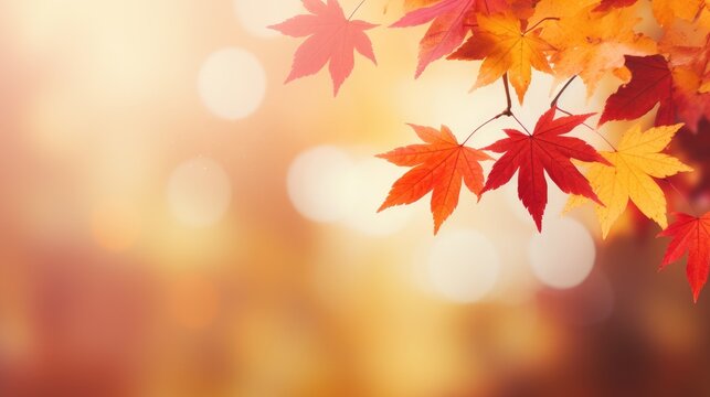 autumn background with maple leaves with soft focus light and bokeh background