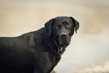 Black labrador outdoor portrait