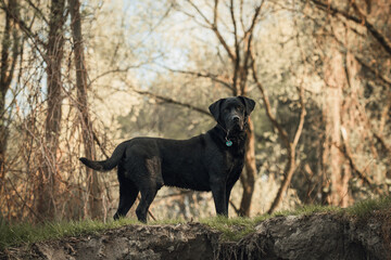 Black labrador in the forest